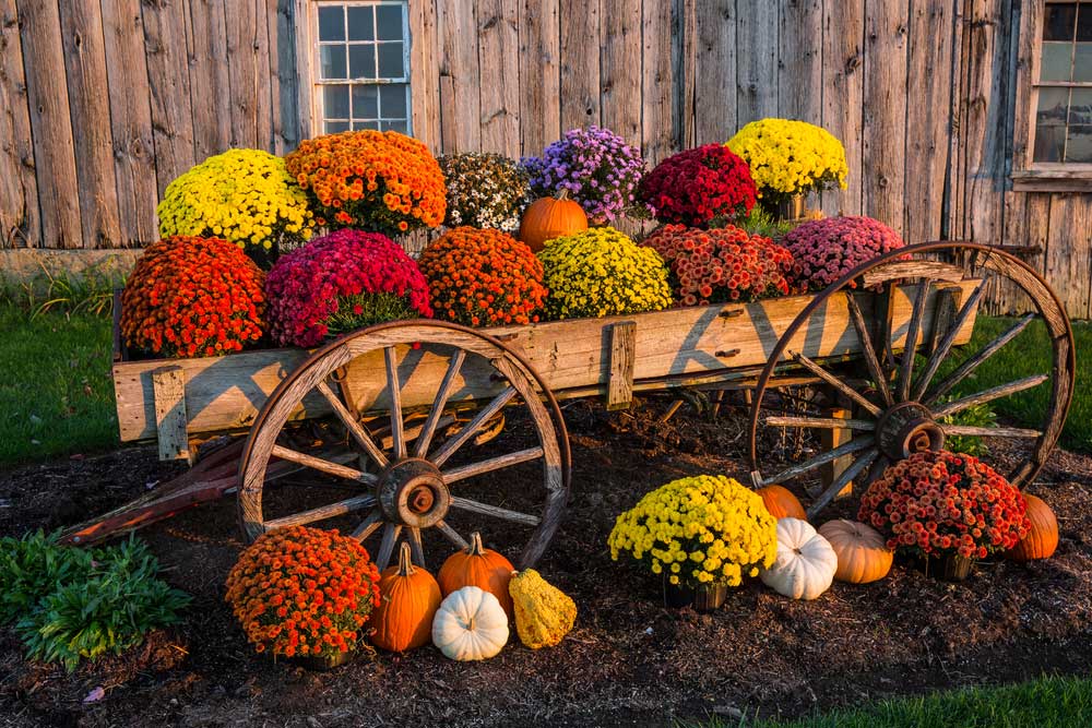 Fall Colors MUMS