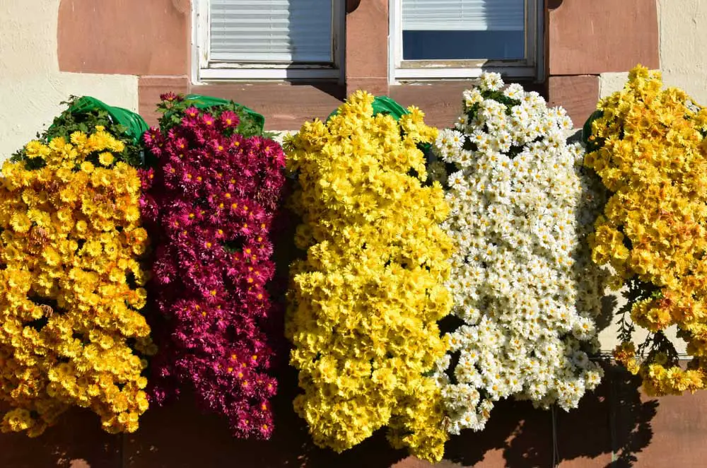 fall window box flowers