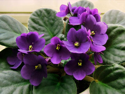 African Violet plants