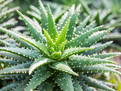 Aloe Vera plants