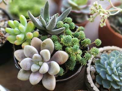 Cacti & Succulents
