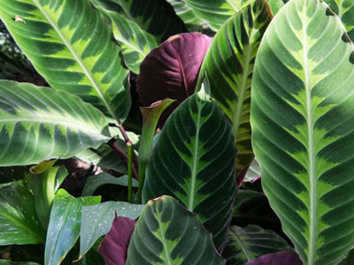 Calathea Plants