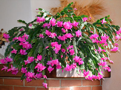 Christmas Cactus Plants