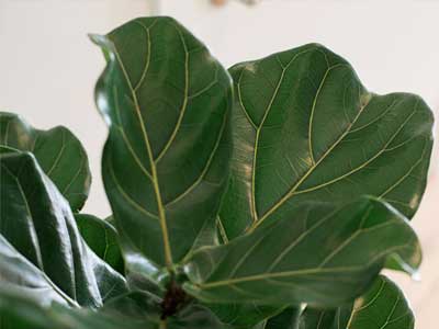 Fiddle-Leaf Fig Plants