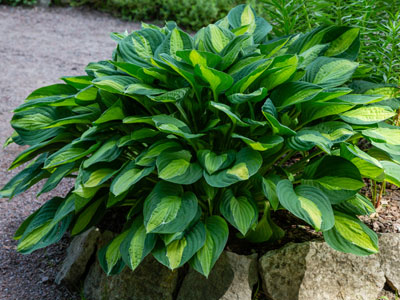 Foliage