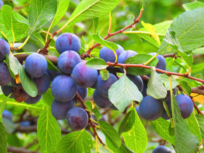 Fruits