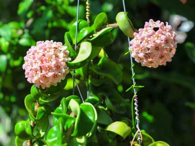 Hoya Plants