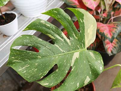 Monstera Plants