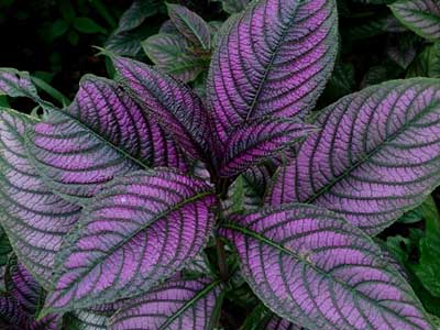 Persian Shield Plants