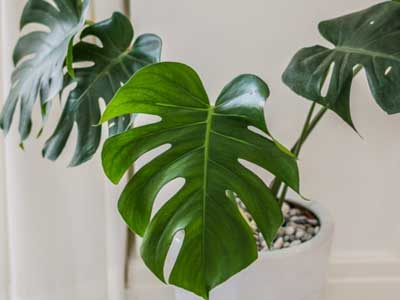 Philodendrons Plants