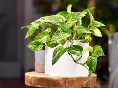 Pothos Plants