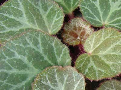 Strawberry Begonia Plants