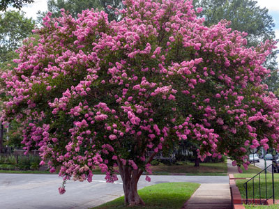Trees