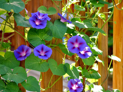 Vines