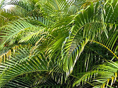 Areca Palm plants