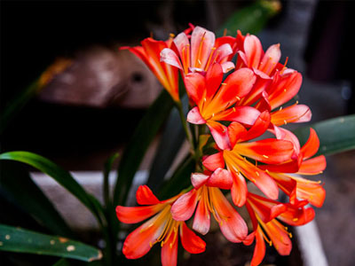 Clivia Plants