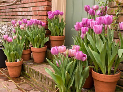 Bulbs