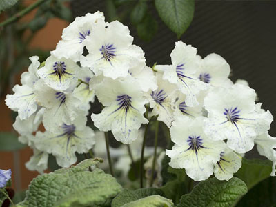 Cape Primrose Plants