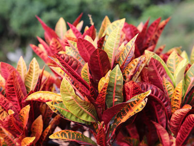 Croton Plants