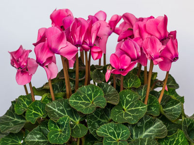 Cyclamen Plants