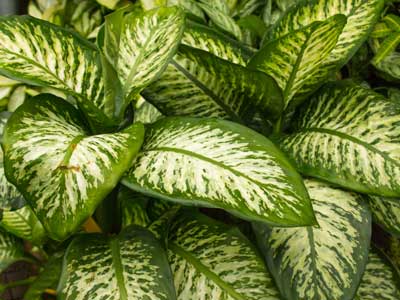 Dumb Cane Plants