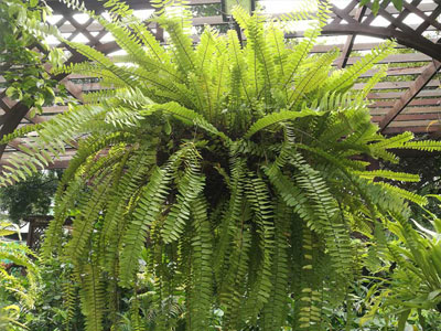 Boston Fern Plants