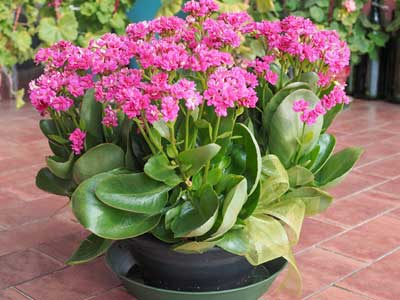 Kalanchoe Plants