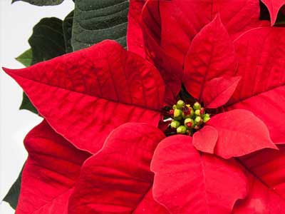 Poinsettia Plants