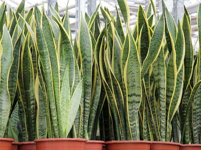 Snake Plants