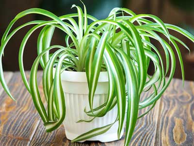 Spider Plants