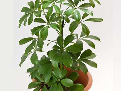 Umbrella Plants