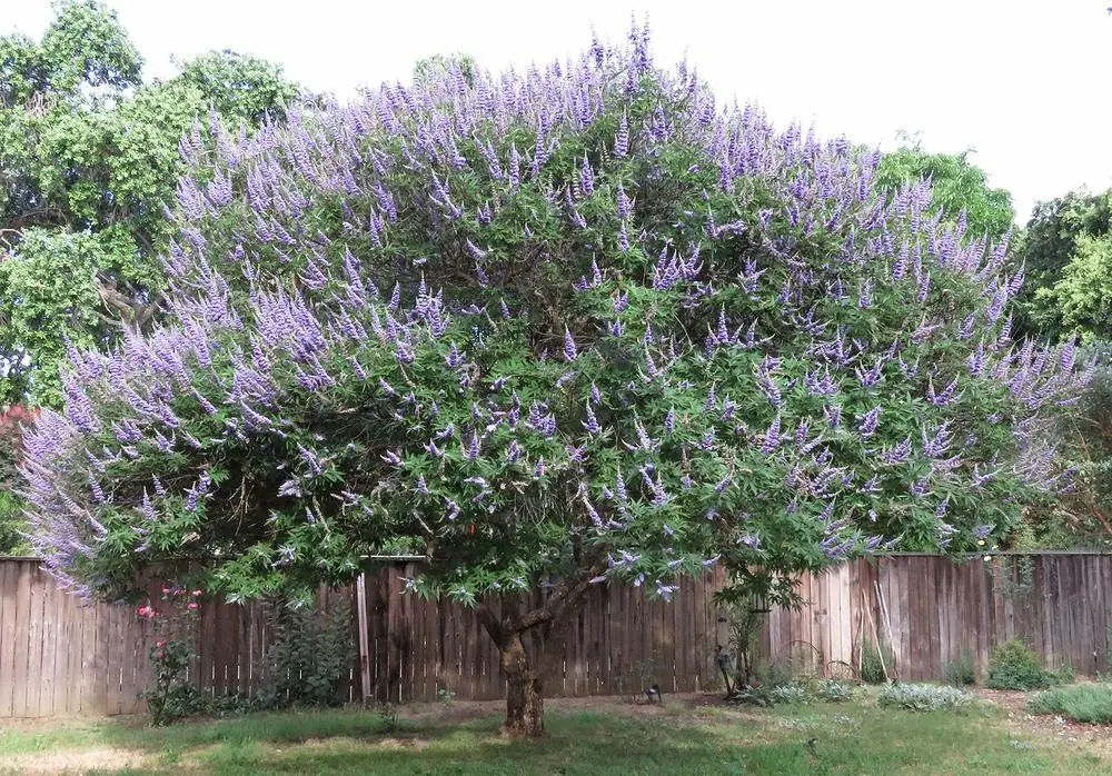 Chaste-Tree-Lilac