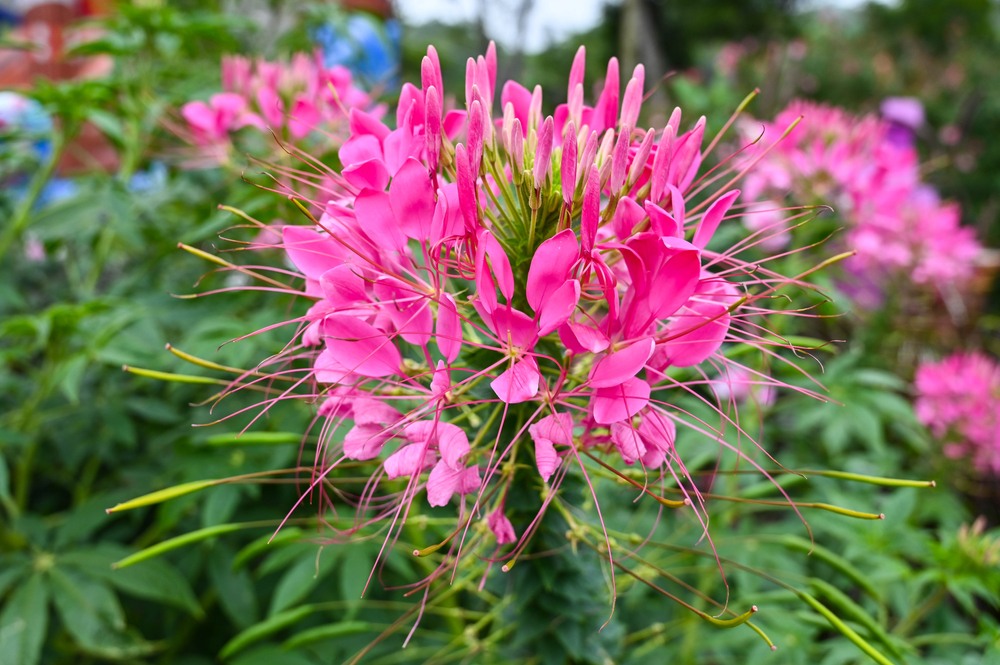 pink Cleome