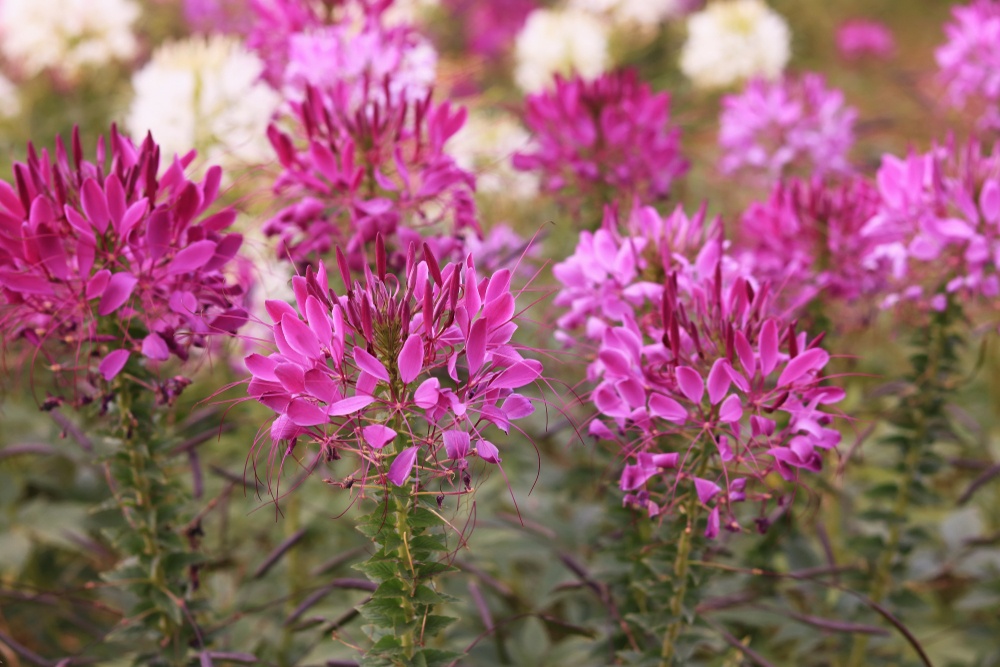 Cleome-4