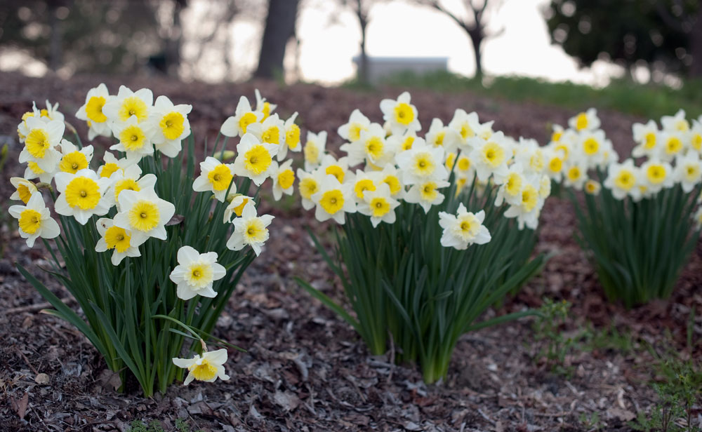 spring blooming Daffodils