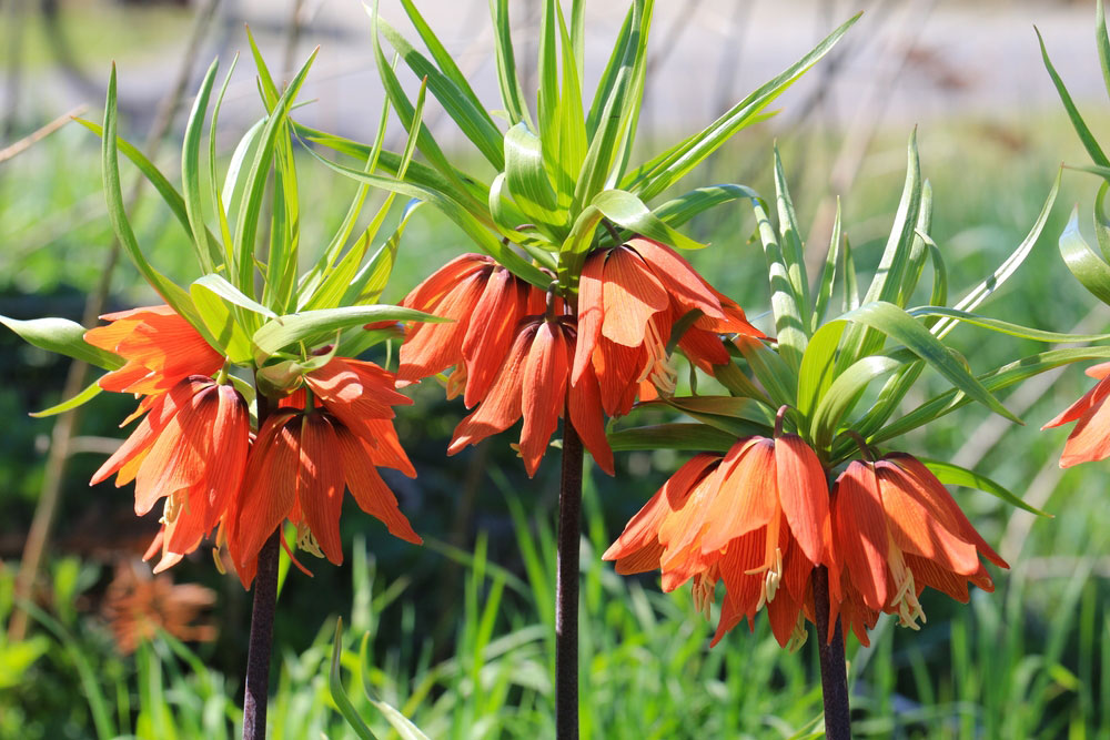 Fritillaria Care: Complete Fritillaria Growing Guide - Garden Lovers Club