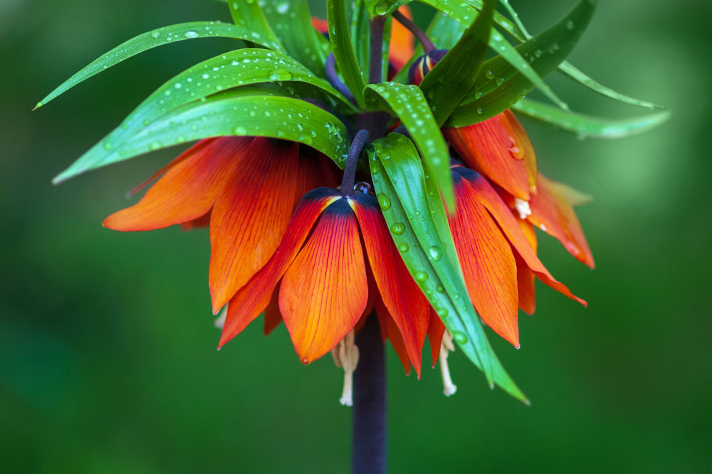 Fritillaria imperialis