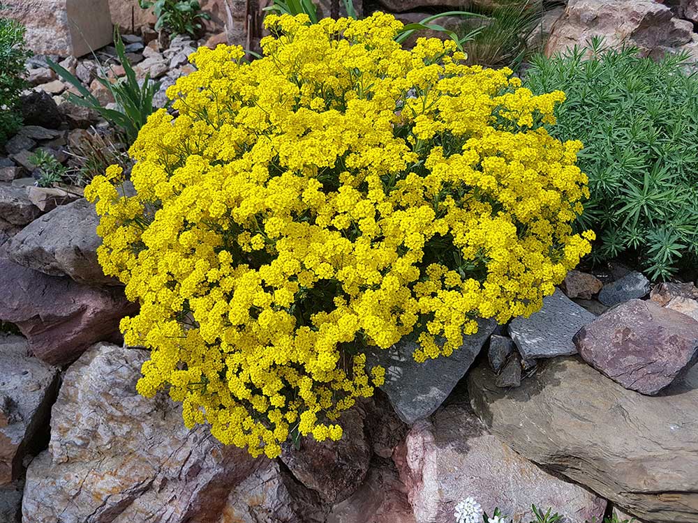 Golden Alyssum