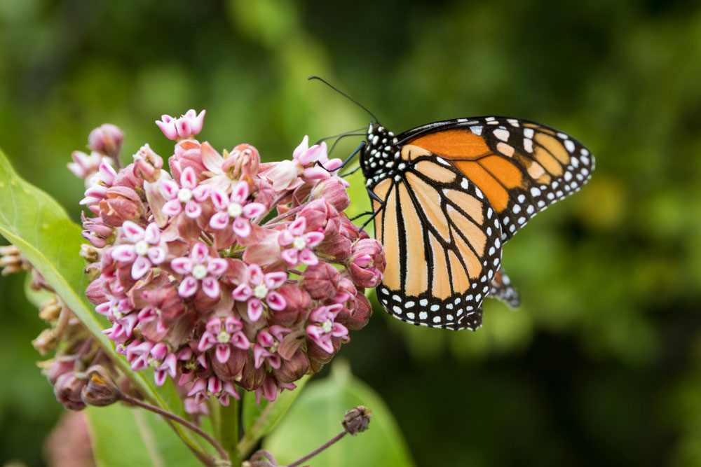 butterfly on milkweed