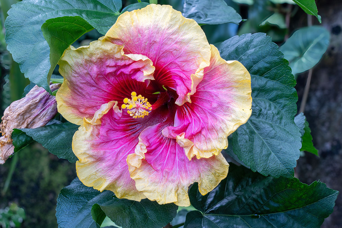 Simple Pleasures Hibiscus