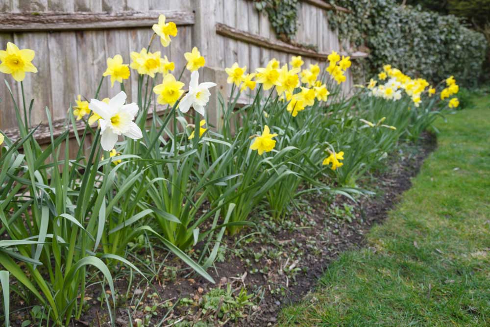 Daffodils growing in backyard