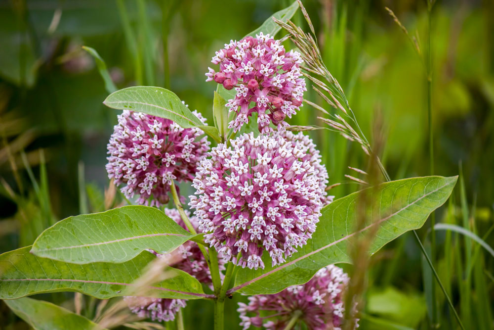 pink milkweed