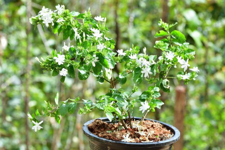 How to Propagate Jasmine From Cuttings Garden Lovers Club