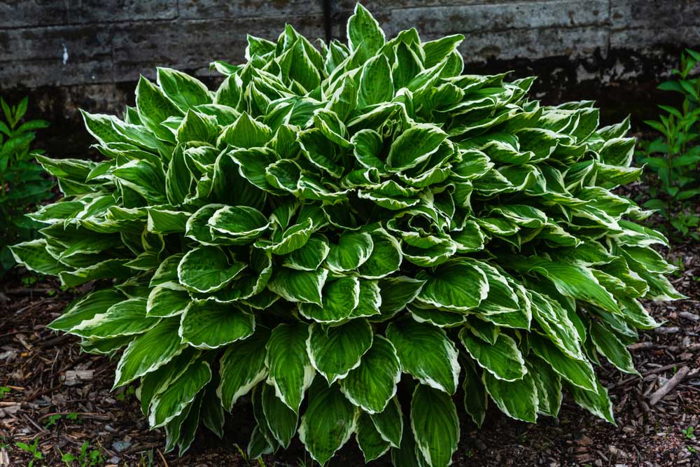 large hostas