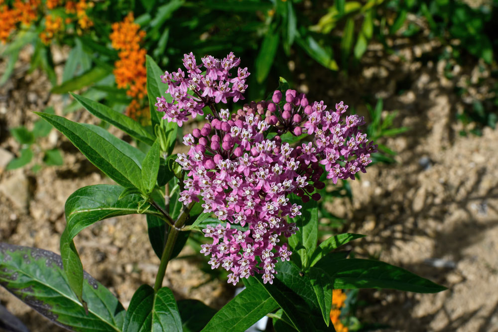 growing milkweed in backyard