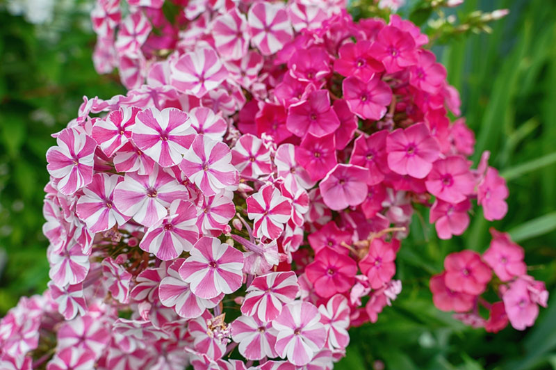 pink and white Laura Phlox