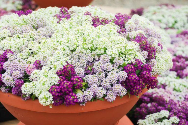 Alyssum Care Complete Guide on Growing Alyssum Garden Lovers Club