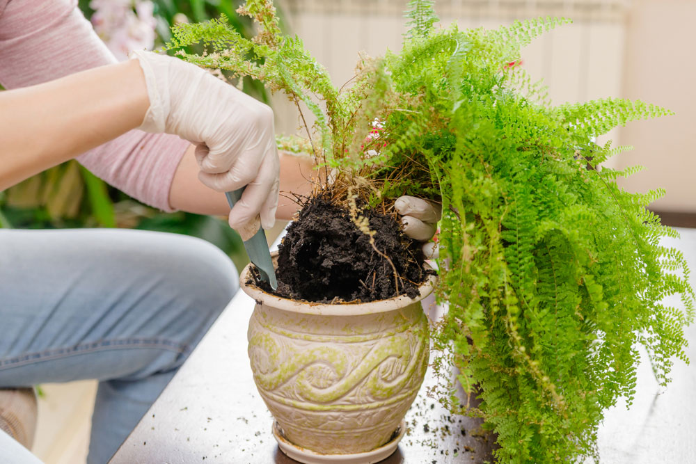 propagate ferns