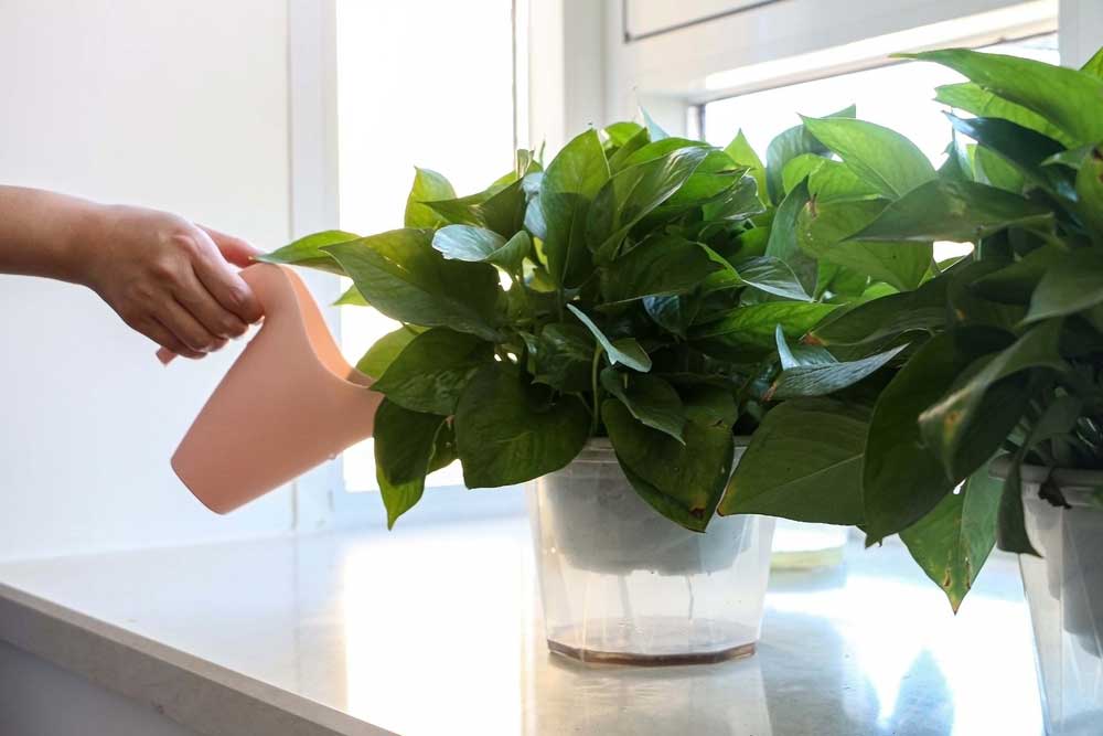 Pothos Care: Complete Guide on Growing Pothos - Garden Lovers Club