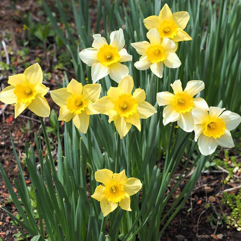 yellow Daffodils